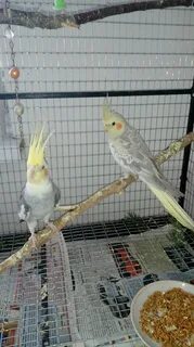 Корелла снесла без самца что делать