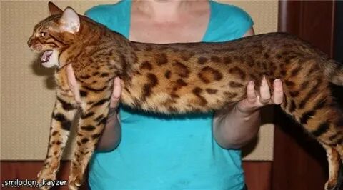 Вес бенгальского котенка