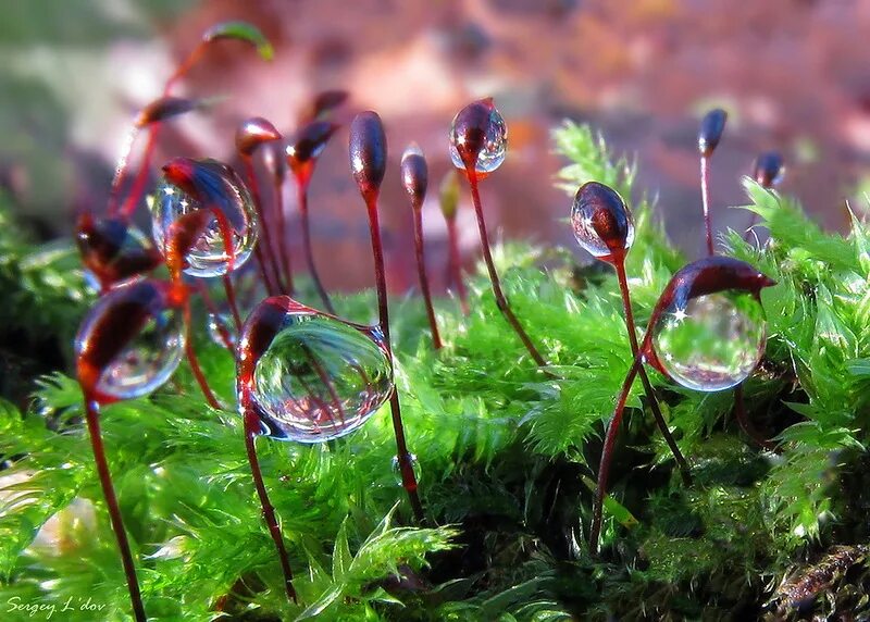 капли воды. микромир вода. макросъемка насекомых. макромир муравей. макросъемка природа.