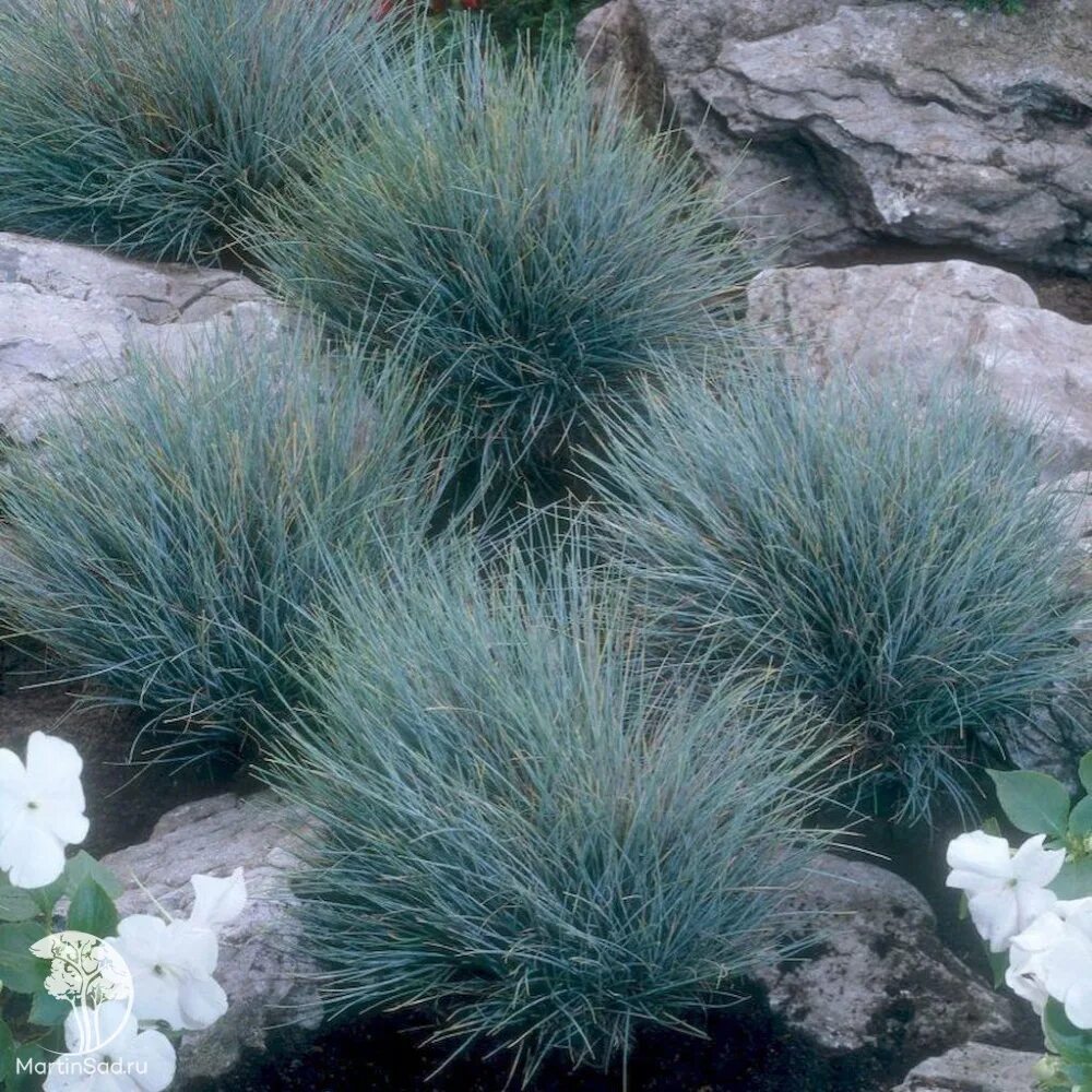 Овсяница аметистовая (фестука). Овсяница сизая (festuca glauca 'varna'). Овсяница сизая лазурит. Фестука. Овсяница аметистовая.