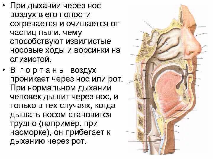 Дышу ртом форум. Дыхание через нос. Как дышать носом. Процесс вдоха через нос. В носовой полости воздух согревается.