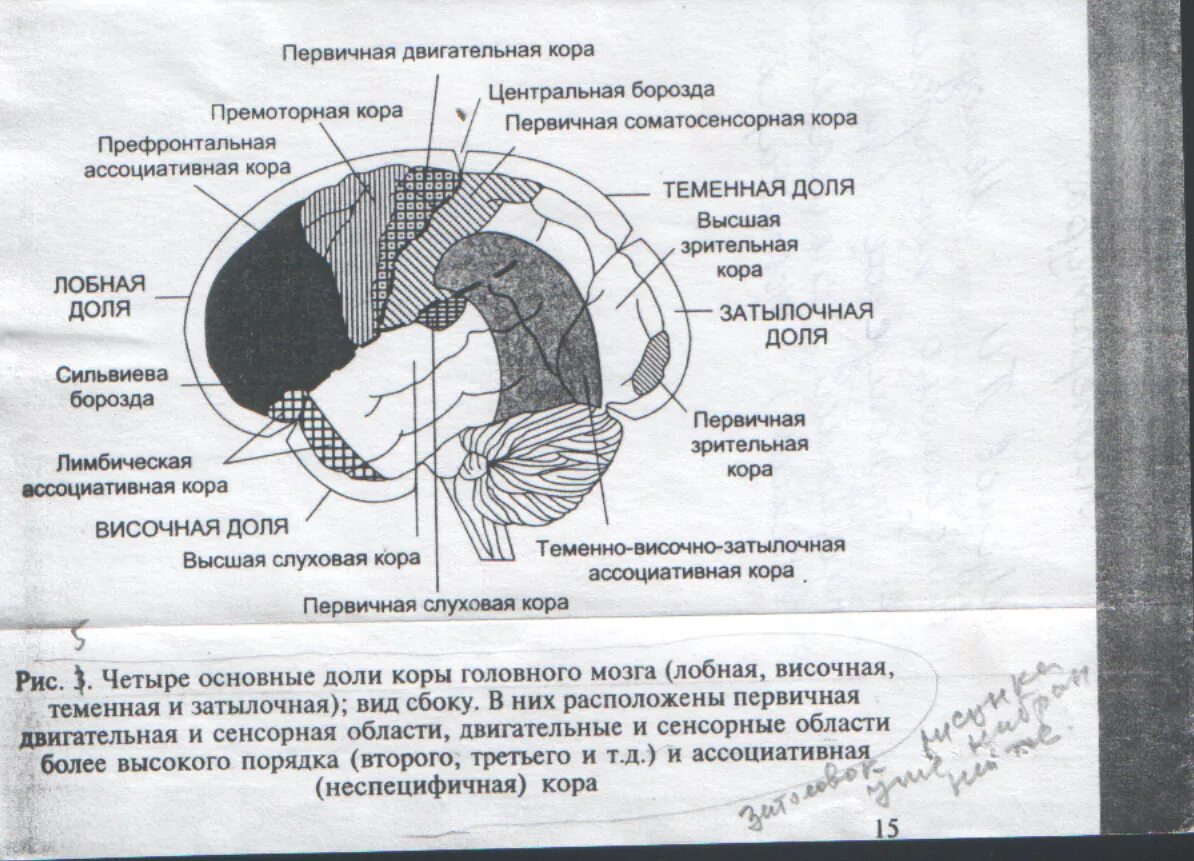 Вторичные поля мозга. Локализация основных функциональных областей коры головного мозга. Четыре основные доли коры головного мозга. Локализация сенсорных функций в коре больших полушарий..