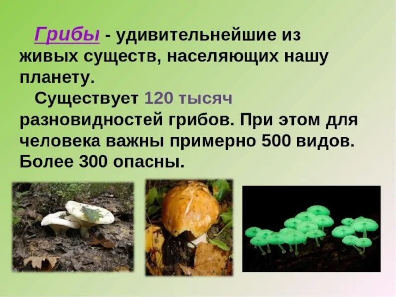 Краткое сообщение о грибах. Доклад про грибы. интересные факты о грибах. грибы презентация. сообщение о грибах 2 класс.