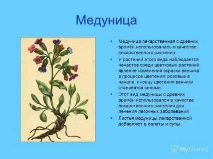 Медуница описание растения