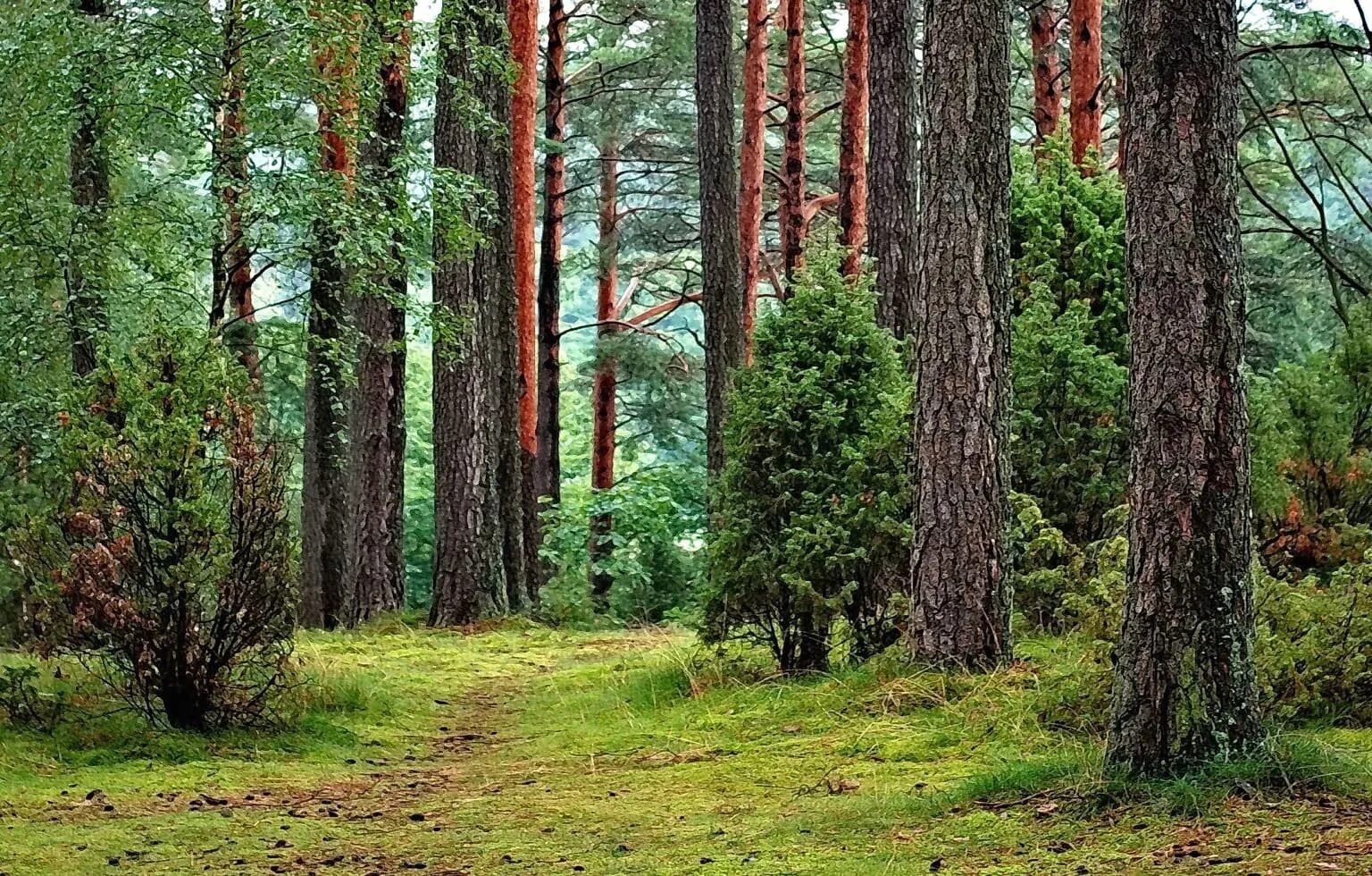 Лесная зона с преобладанием хвойных. Тайга (хвойные леса) в Питере. Сосна Марий Эл. Беловежская пуща деревья. Широколиственно-сосновые леса.