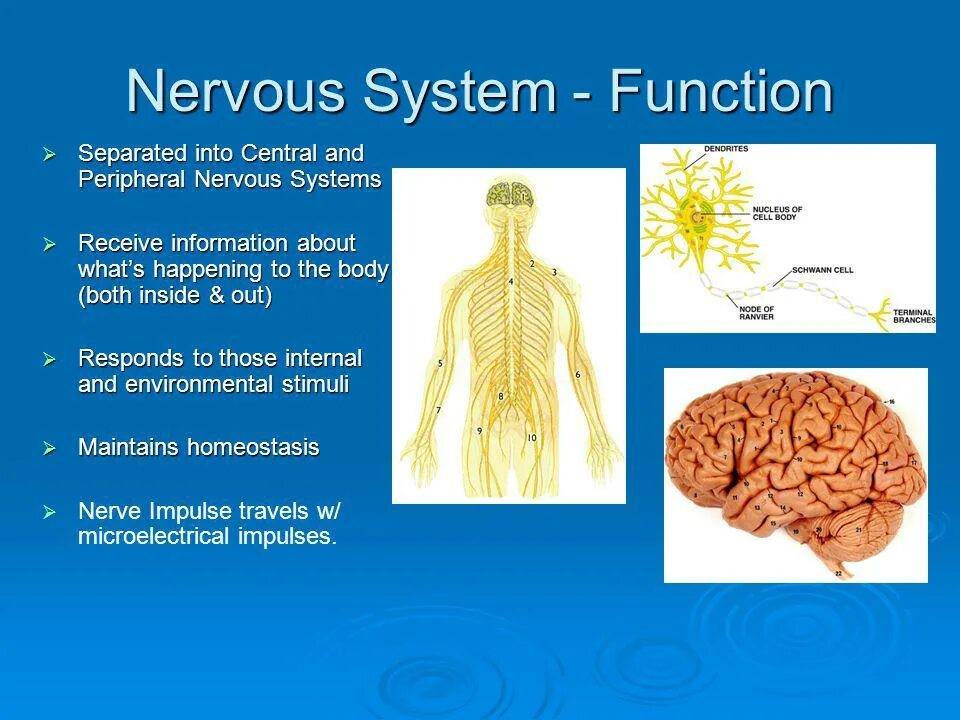 Нервная система. Нервная система человека. Нервная система человека анатомия. Центральная нервная система. Нервная система латынь