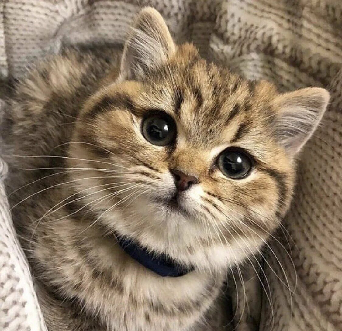 Лицо котенка