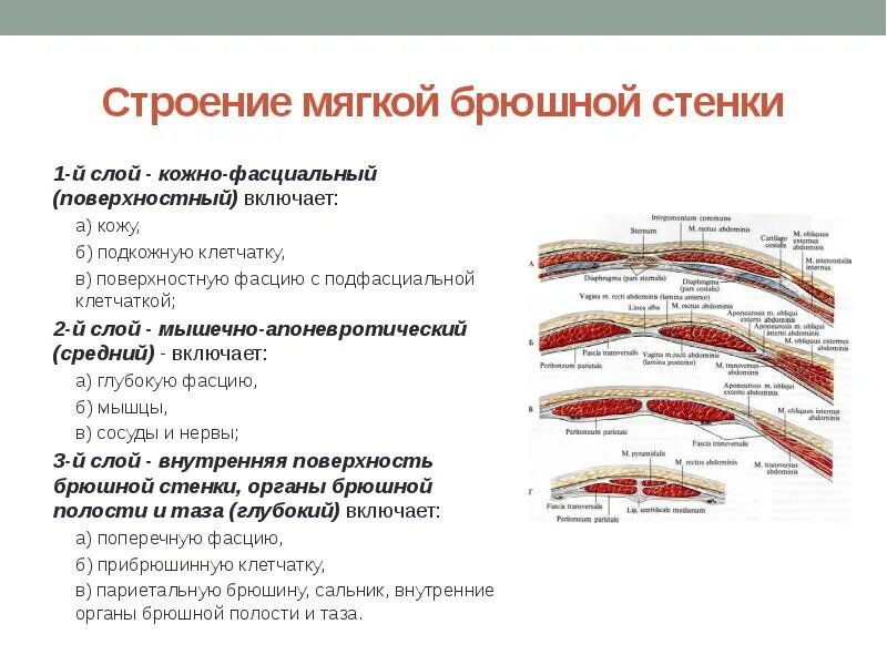 Послойная анатомия передней брюшной стенки. Топография передней брюшной стенки послойно. Слои брюшной стенки топографическая анатомия. Строение передней брюшной стенки послойно. Толстая брюшная стенка