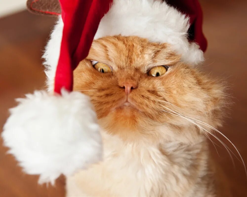 Новогодние коты. Котик в шапке Деда Мороза. Кот в новогодней шапке. Новогодние аватарки. Смешные коты 2024