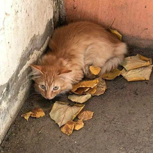 Вихров видеть не мог бедных животных