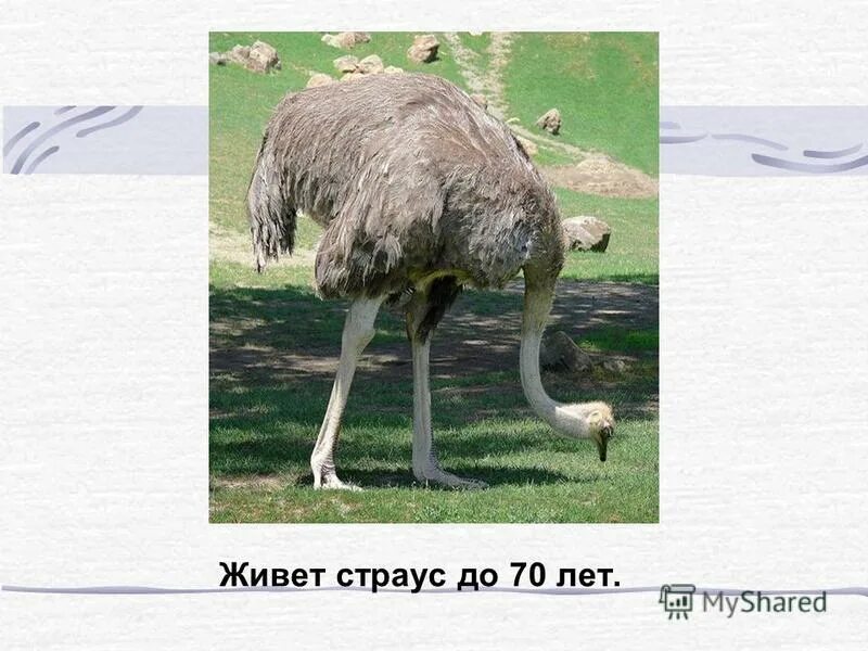 где живут страусы. где живут страусы. где живут страусы. где обитают страусы на карте мира. страус ареал обитания.