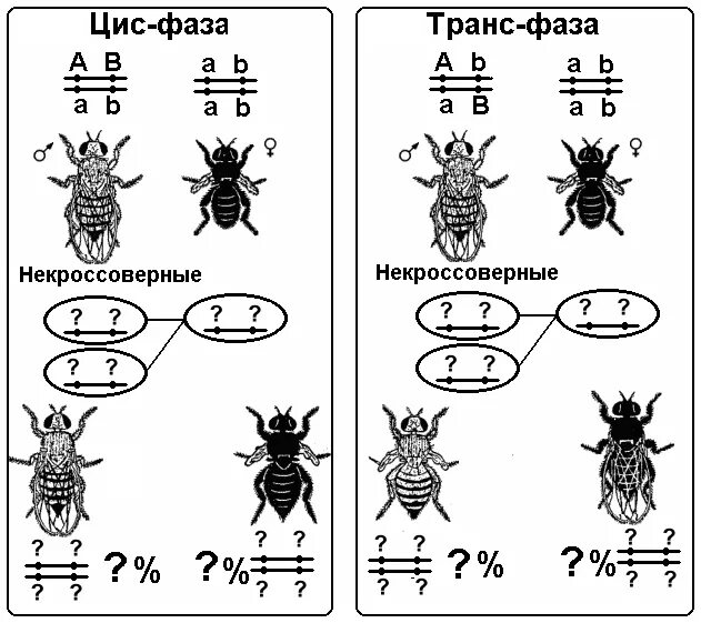 Генотип мухи дрозофилы