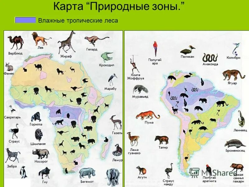 Условные знаки австралии. Карта где обитают животные.