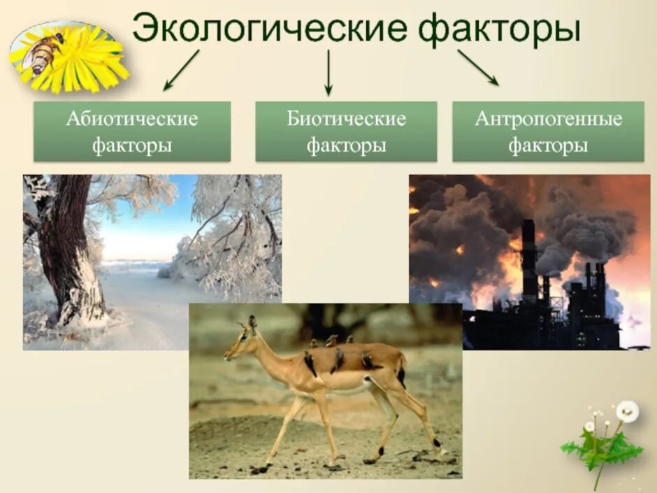 3 антропогенными факторами являются. Факторы среды абиотические биотические антропогенные. Экология абиотические и биотические факторы. Этологические факторы. Дэкологические фактор.