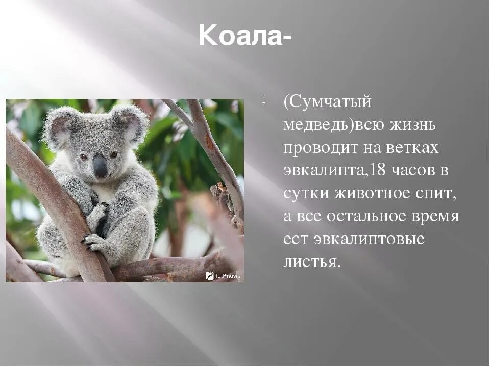 Коала сумчатое. Информация о коале. Коала описание. Презентация на тему коала. Тип развития коалы