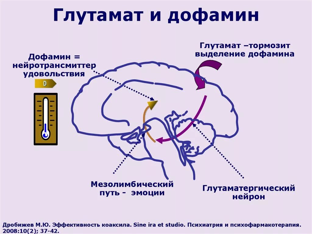 Слуховой центр коры мозга. Мезолимбический путь дофамина. Дофаминовые рецепторы в мозге. Глутамат и дофамин. Дофаминовые пути в головном мозге.