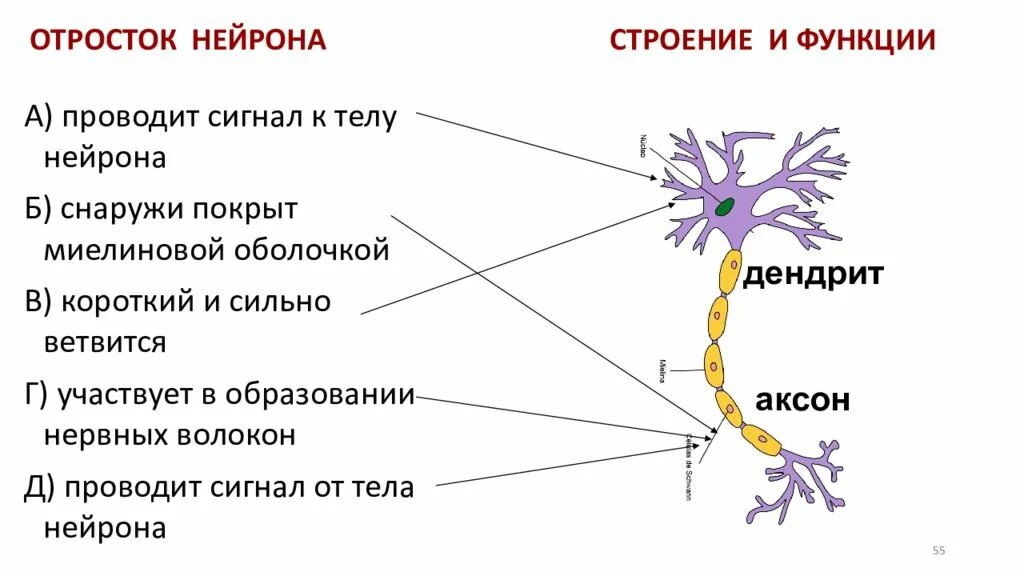 Нейрон строение и функции. Отросток нервной клетки. Отростки нейрона. Строение отростков нейрона.