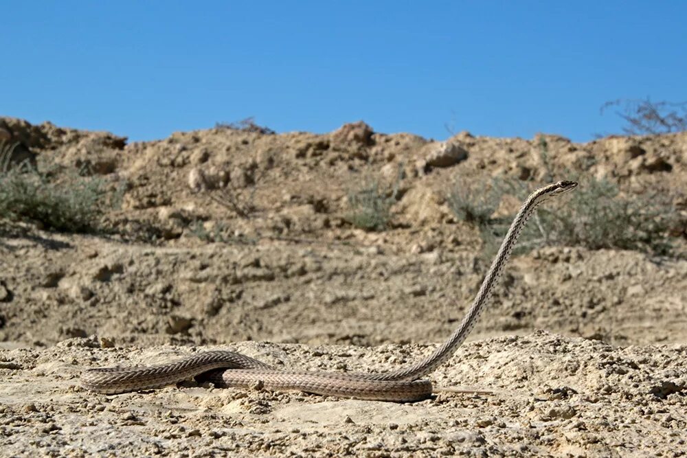 Змея стрела. Змея стрела в Казахстане. Psammophis lineolatus. Змеи пустыни Кызылкум. Пустынная змея стрела.