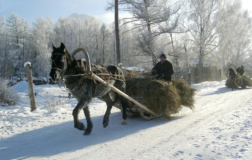 Лошади сани деревья бык