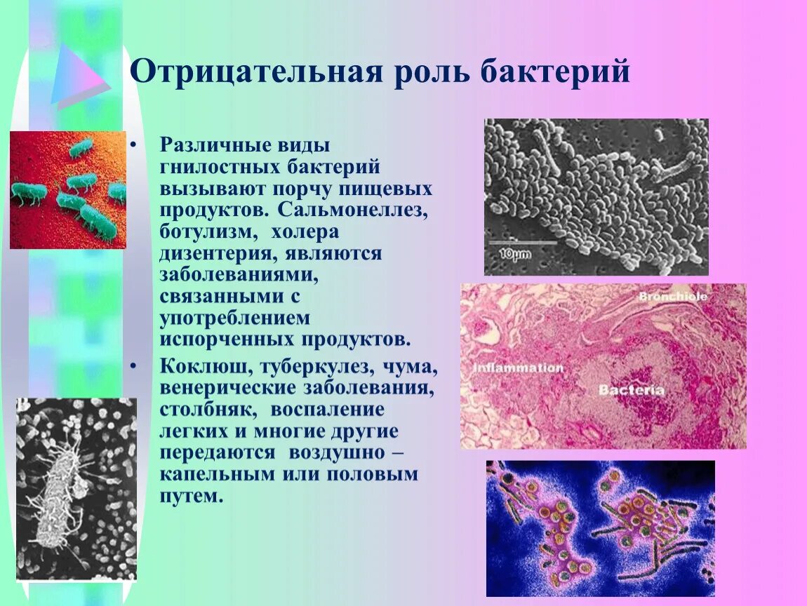 Отрицательная роль бактерий. Виды гнилостных бактерий. Гнилостные бактерии в жизни человека. Роль гнилостных бактерий в жизни человека. К гнилостным бактериям относятся