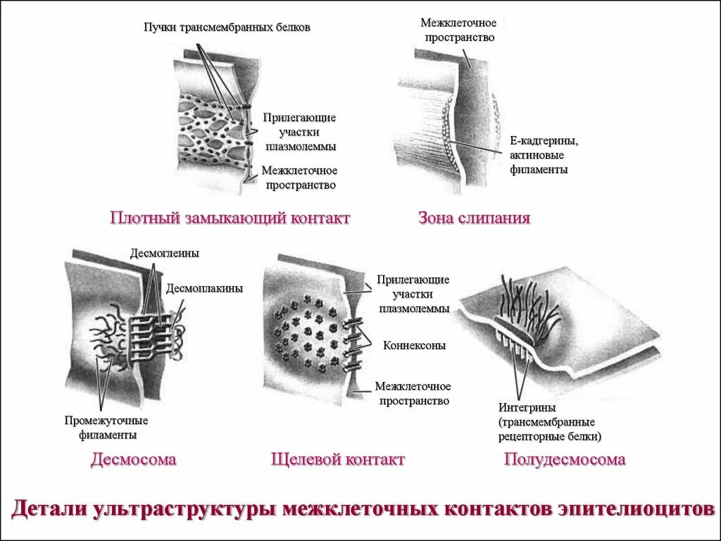 Схема строения межклеточных контактов. Типы межклеточных контактов схемы. Типы межклеточных контактов таблица. Типы межклеточных соединений.