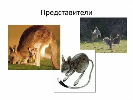 Представители наземных