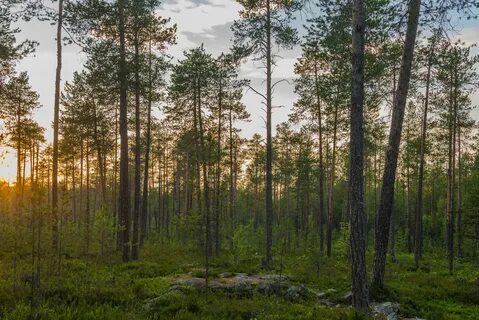 Хвойные леса карелии