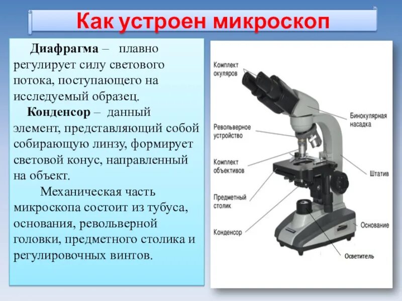 Световой микроскоп строение конденсор. Световой микроскоп Биолам строение. Бинокулярный микроскоп строение. Конденсор и диафрагма микроскопа.