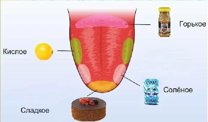 Кислый сладкий Горький соленый. Кислое сладкое. Вкусы кислый сладкий соленый Горький. Кислое соленое сладкое. Горькое кислое соленое сладкий сладкое