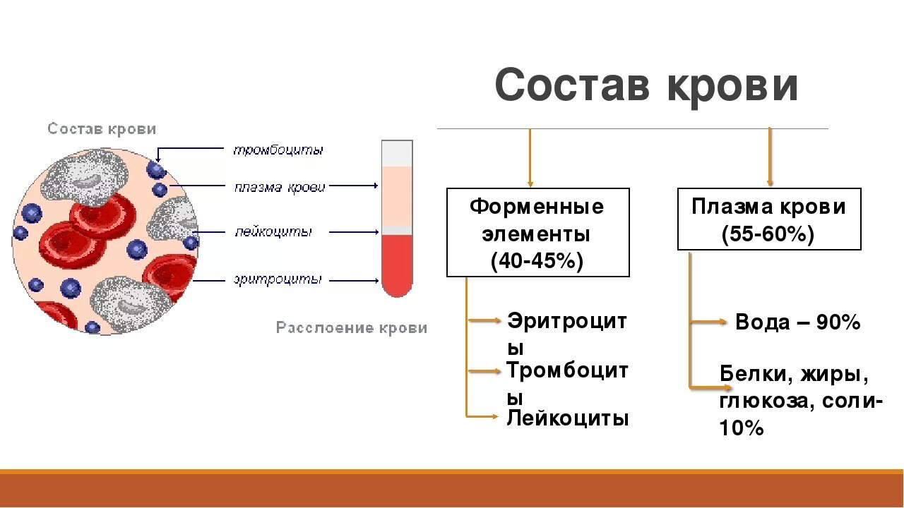 Кровь строение рисунок. Схема кровь плазма форменные элементы. Строение плазмы крови. Строение крови человека схема. Состав плазмы крови 8 класс биология.