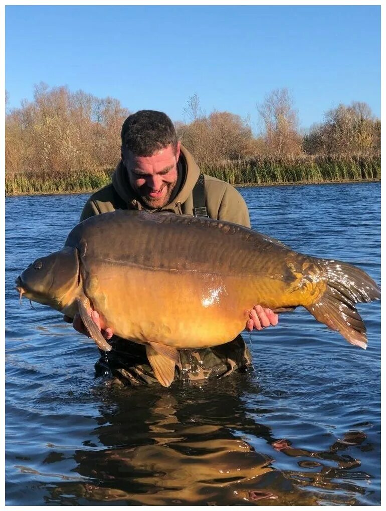 биг фиш карп. бигги карп. меховой карп. биг карп. румынский карп фото.