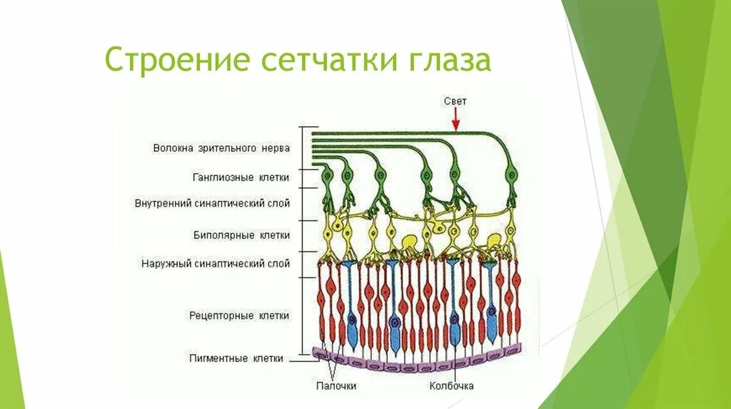 Строение сетчатки рисунок