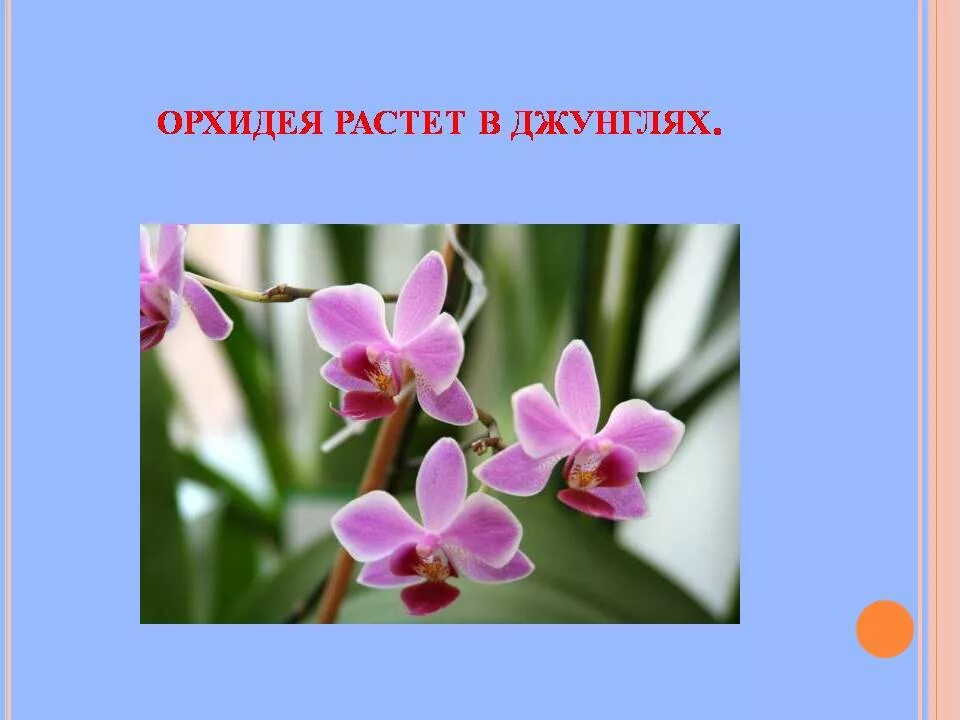 Растения распространение разнообразие. Орхидея презентация. орхидея значение цветка. орхидеи распространение. орхидея культурное растение.