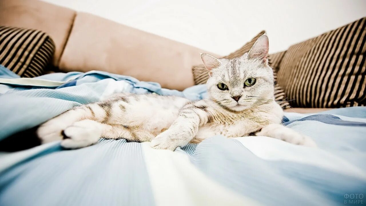 Котенок в кровати. Кровать для кошки. Кот лежит. Кошка в постели. Расслабленная кошка