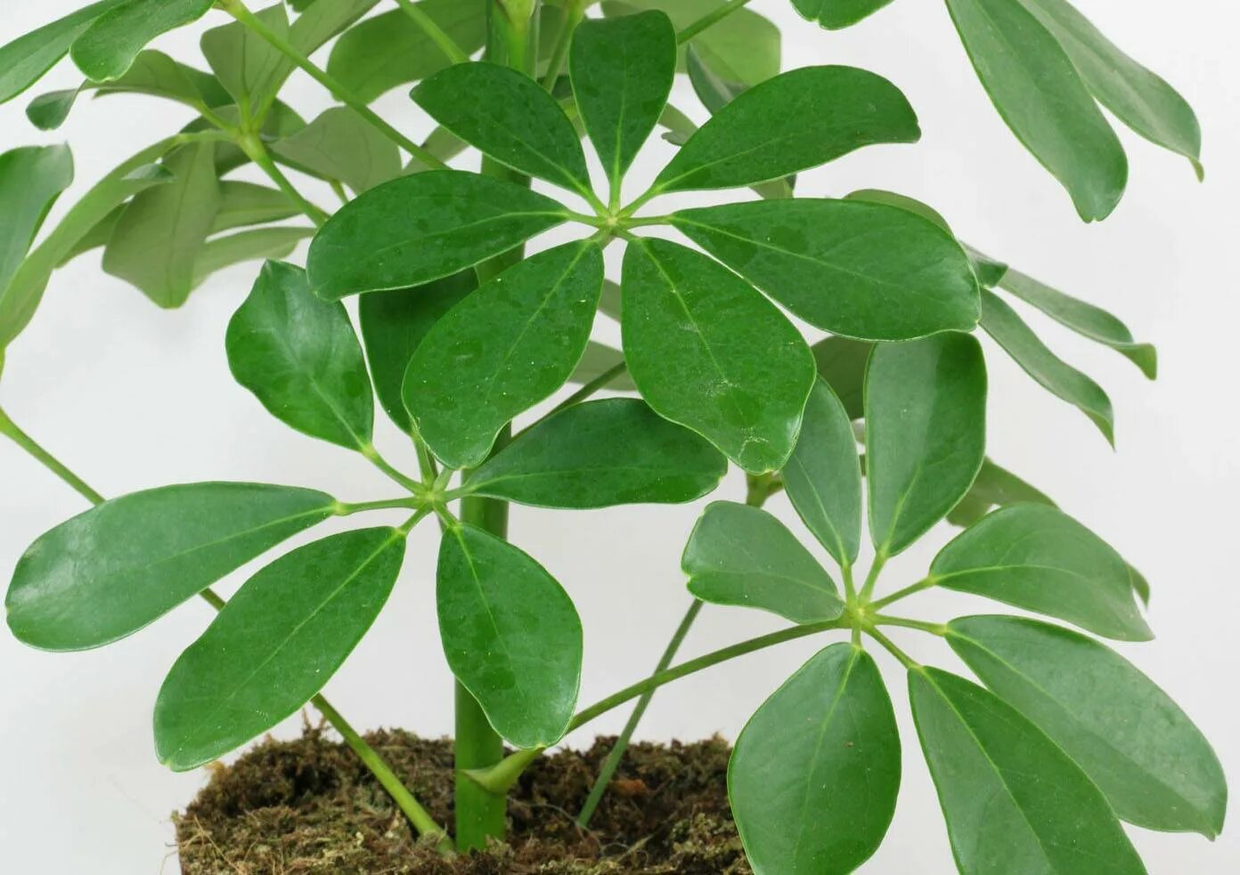 Каштан японский городчатый. Монстера пертусум. Листья фон. Каштан дерево солнце или тень. Каштан тень.