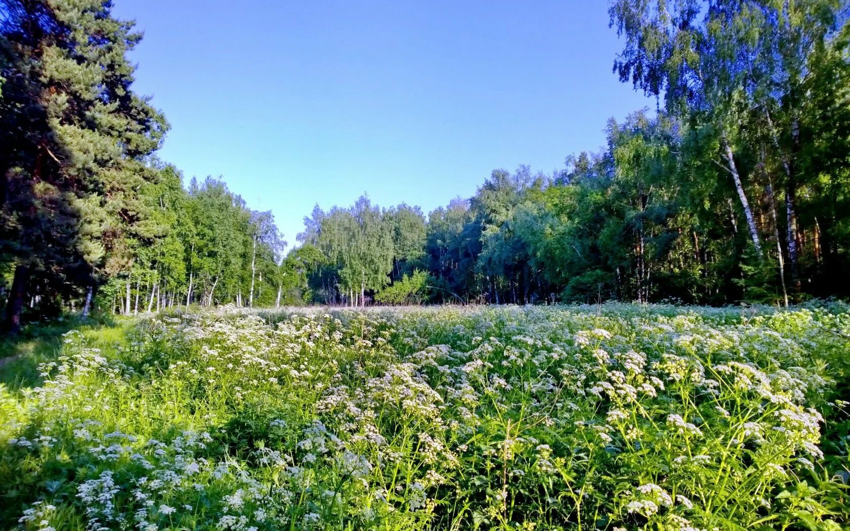 Лесная Поляна Мценск. Природа Южного Урала Солнечная Поляна. Лесная Поляна Удмуртия. Поляна России Поляна России. Прохладное лето в россии