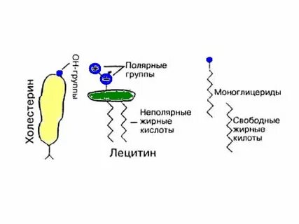 Глицериды