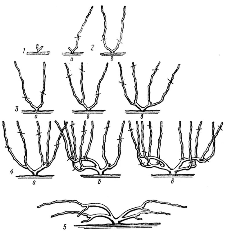 Правильно обрезать виноград весной для начинающих схема. Веерная формировка винограда. Схемы формировки куста винограда. Веерная формировка виноградного куста схема. Веерная обрезка винограда схема.