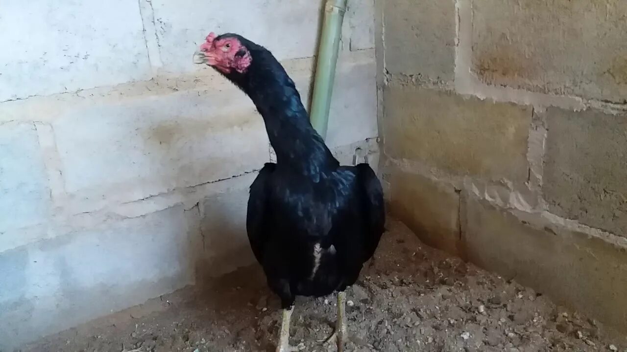 Бойцовые куры шамо. Шамо 2. Дакан шамо. Шамо 2. Петух шамо.