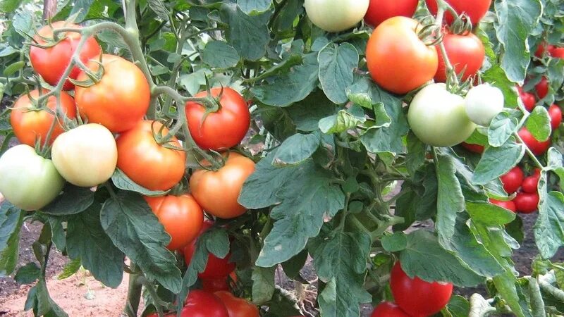 Сорт томатов интуиция отзывы. Томат интуиция f1. Сорт помидор интуиция. Томат богата хата. Сорта томатабогатохата.