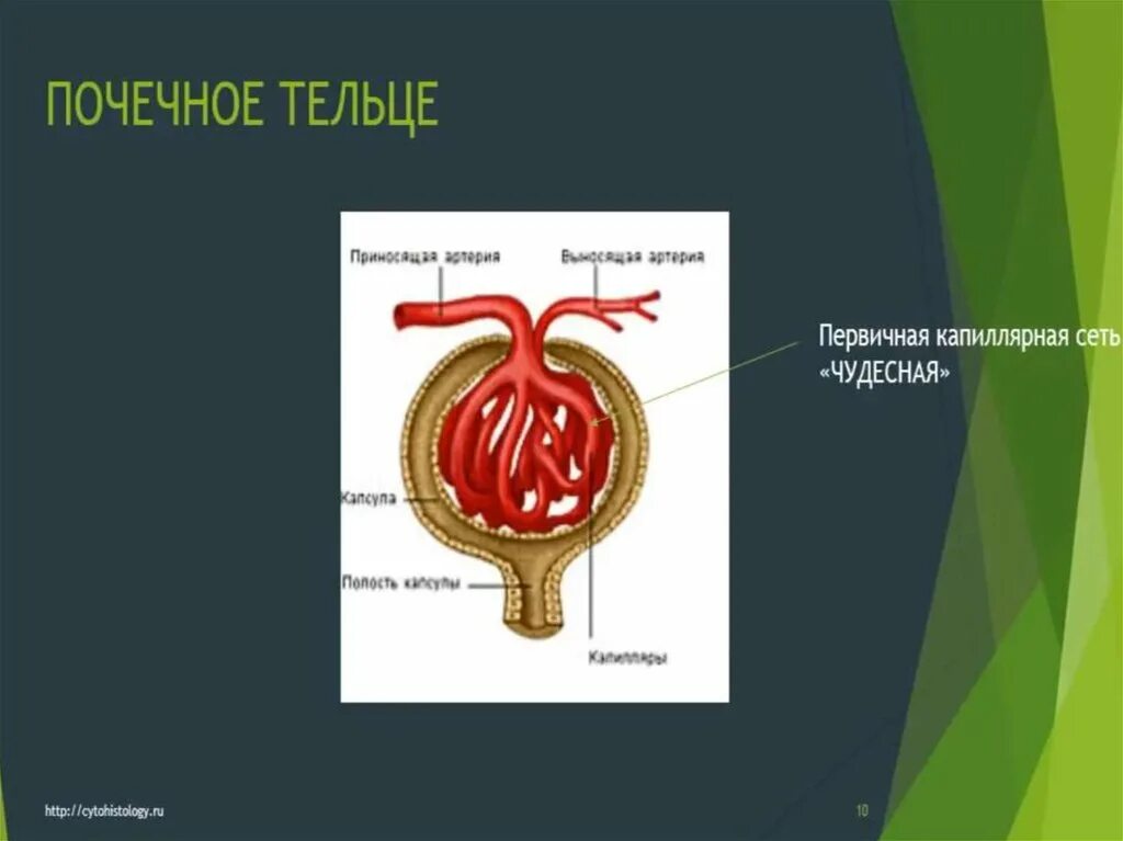 Чудесная сеть почки. Чудесная капиллярная сеть почек. Удесную сеть почки. Мочевыделительная система человека. Мочевыделительная система презентация 9 класс