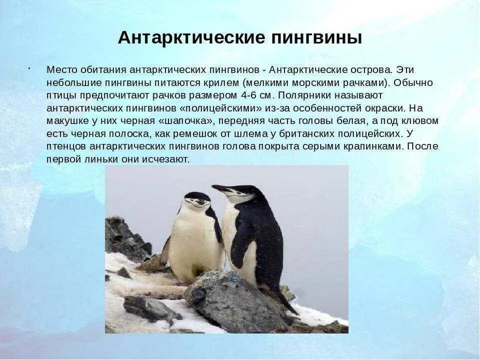 Где живет пингвин материк. Ареал обитания пингвинов. антарктический пингвин. описание пингвина. местообитание пингвинов.