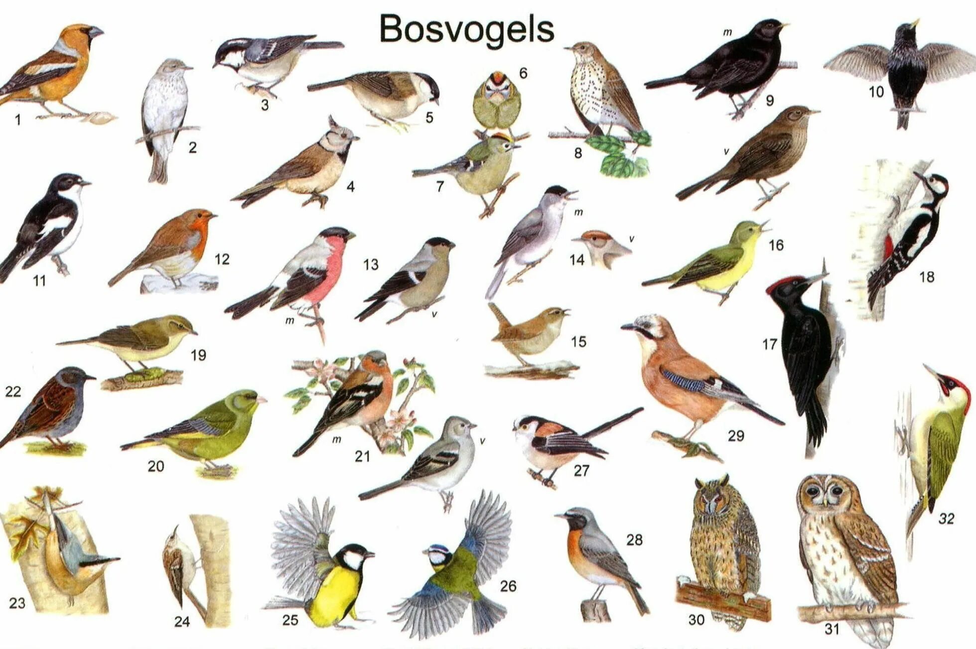 Говорящие птицы названия. Птицы список названий. Красивые имена для птиц. Красивые названия птиц список. Список птиц по алфавиту.