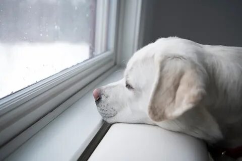 Looking after pets