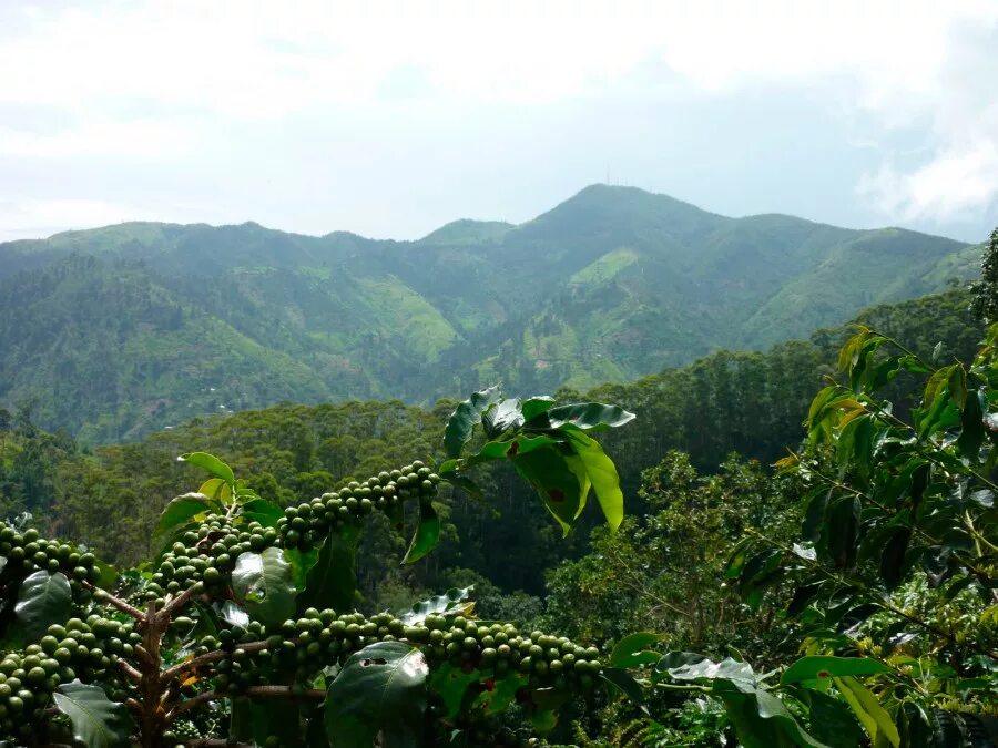 Эфиопия кофейные плантации. Плантации кофе в Эфиопии. Jamaica Blue Mountain Coffee плантации. Плантации Эфиопия кофе дерево. Кофейное дерево бразилия