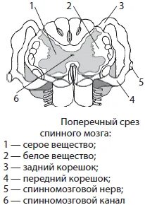 Центральный канал серого вещества