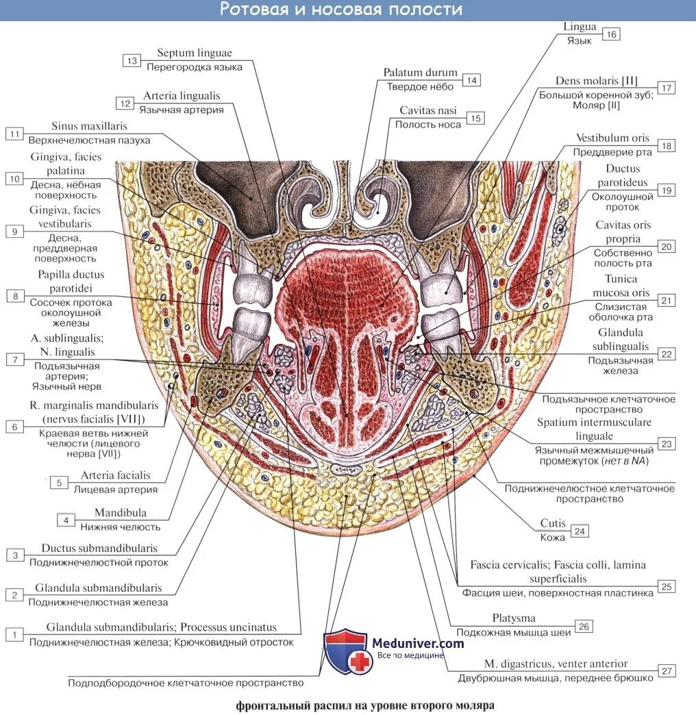 Клетчаточное пространство дна полости рта. Топографическая анатомия клетчаточных пространств дна полости рта. Боковые клетчаточные пространства дна полости рта. Дно ротовой полости топографическая анатомия.