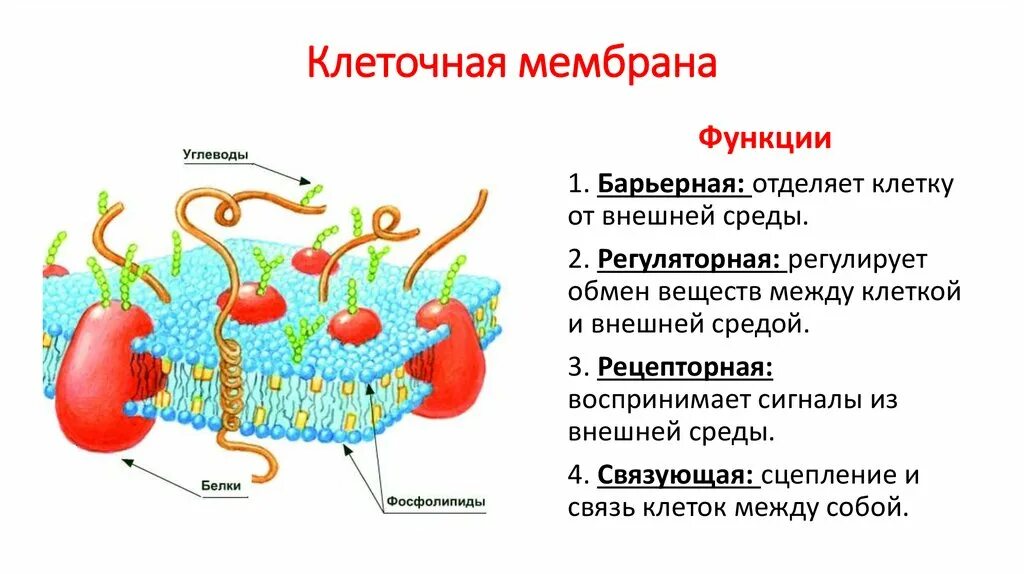 Плазматическая мембрана плазмалемма. Клеточная мембрана синтезирует белки. Клеточная мембрана синтезирует белки. Клеточная мембрана синтезирует белки. Клеточная мембрана синтезирует белки.
