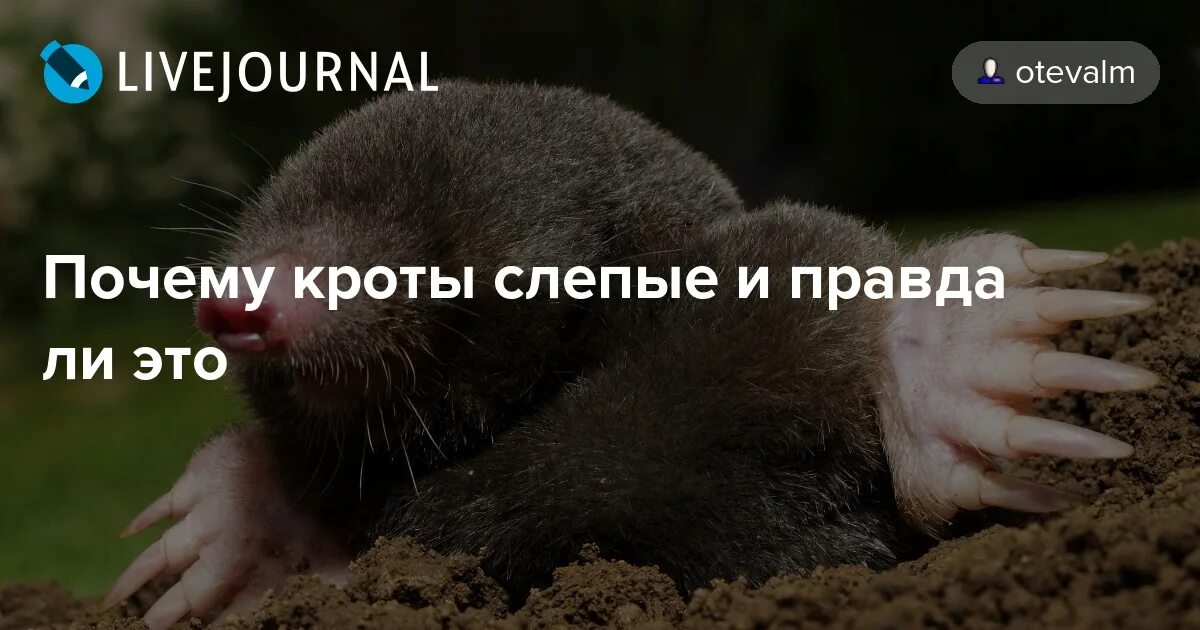 Выражение слепой как крот. Слепой крот. Зрение крота. Слепой крот. Выражение слепой как крот.