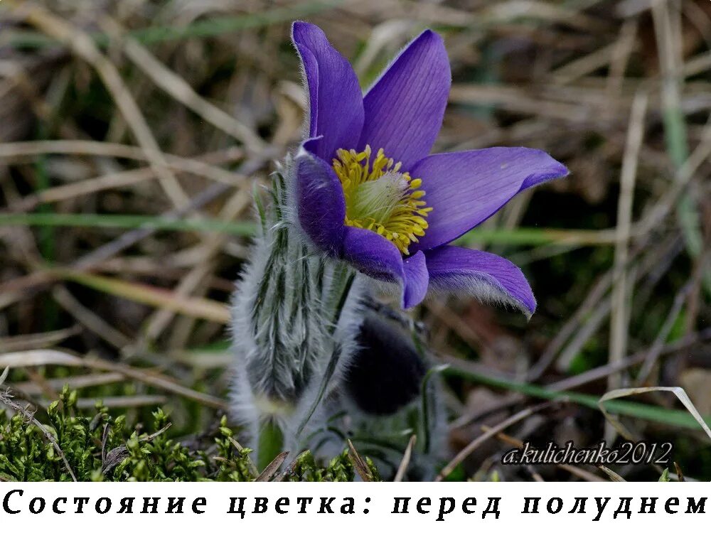 Растение сон-трава прострел описание. Растения красной книги сон трава. Сон трава окружающий мир. Сон трава сообщение. Растения красной книги сон трава.